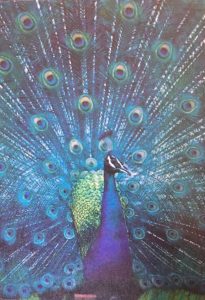 Peacock Image